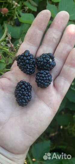 Отростки тибетской малины, ежевики