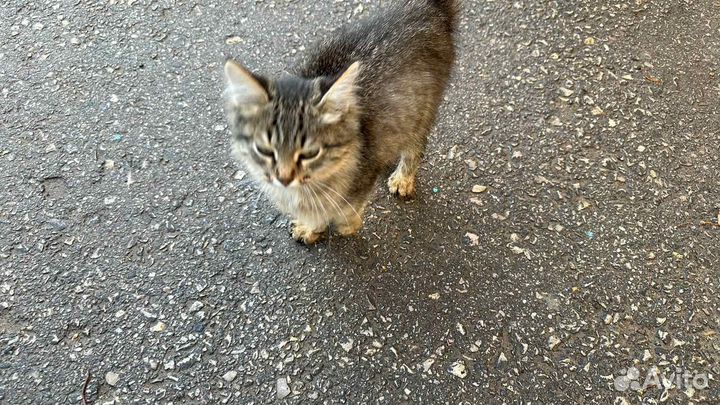 Кошка в дар бесплатно