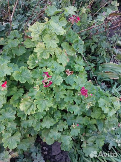 Большие кусты герани