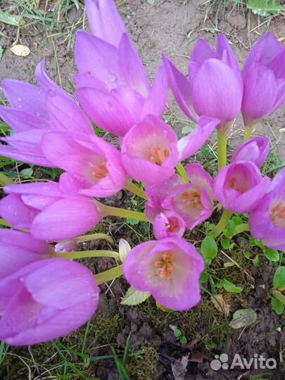 Безвременник