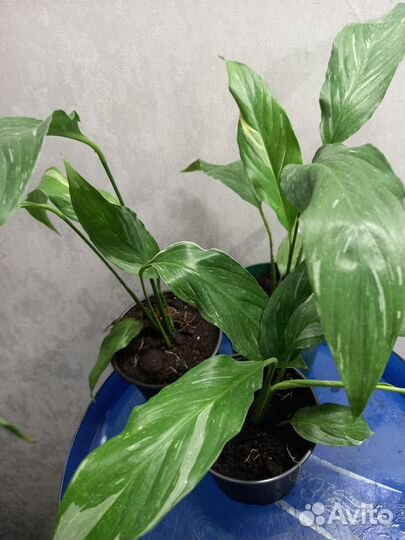 Спатифилум даймонд