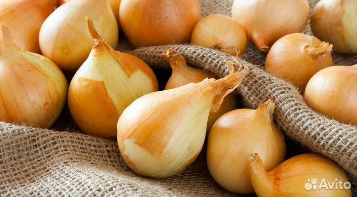 Лук на перо Штутгарт