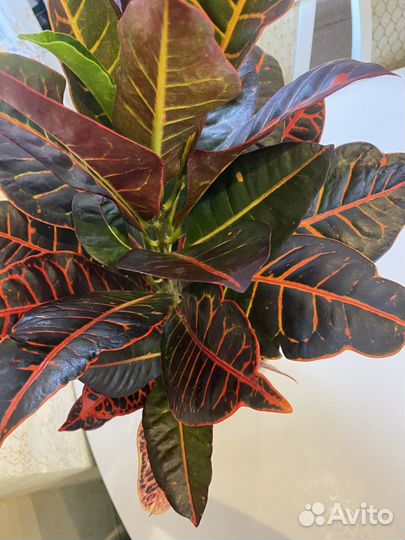 Кротон петра