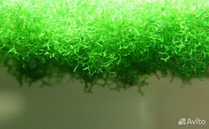 Рыбки и растения