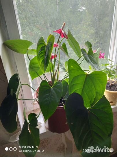 Комнатные цветы антуриум