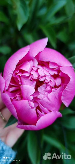 Пион корни куста