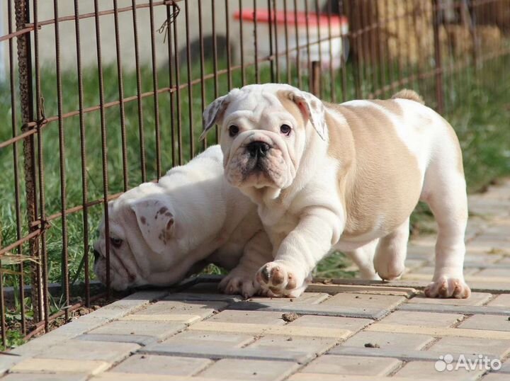 Английский бульдог