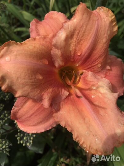 Цветы садовые многолетние