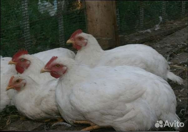 Бройлерные цыплята от 1 до 3,5 кг с доставкой. Опт
