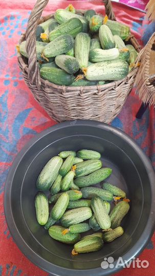 Огурцы свежие
