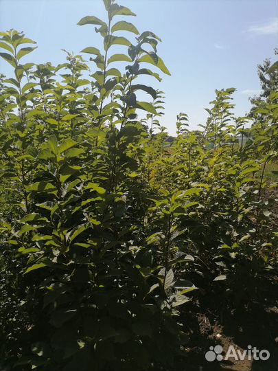 Подвой антипка