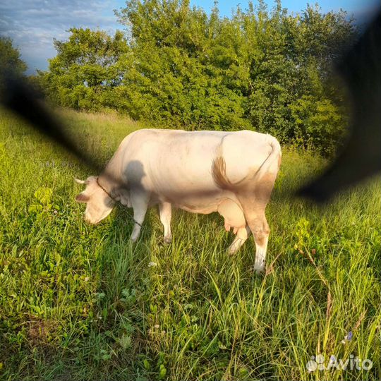 Корова дойная