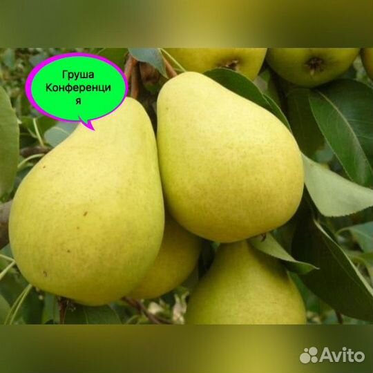 Саженцы Груши