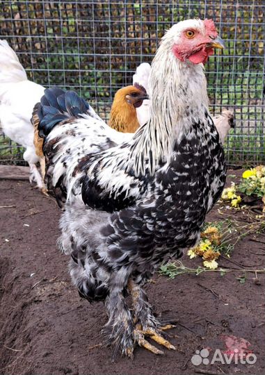 Петухи