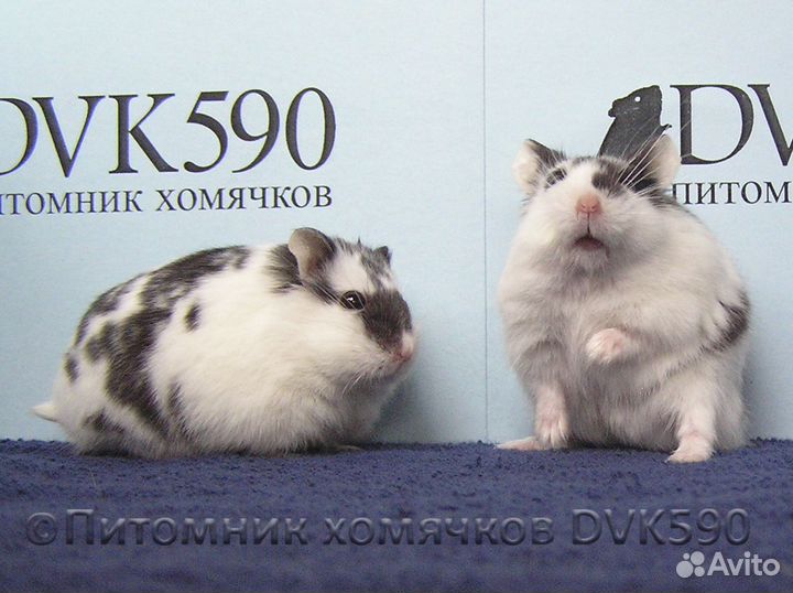 Хомячок, Новая клетка, Опилки, Корм, Доставка