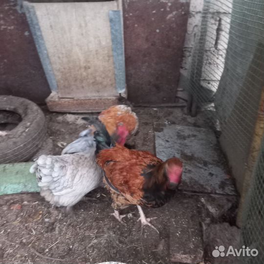 Молодые петухи