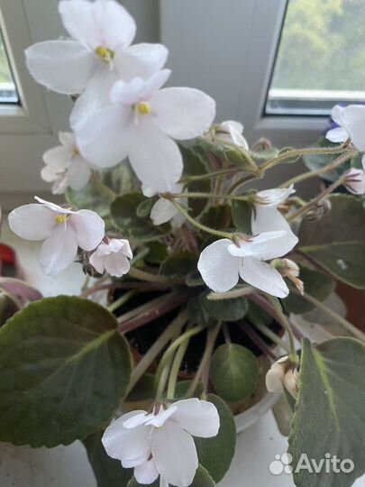 Фиалка белая