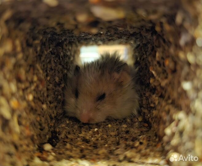 Ангорский хомячок Акакий