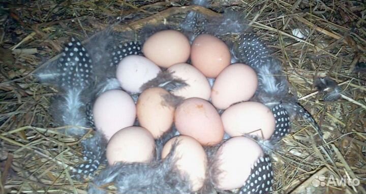 Инкубационное яйцо цесарки