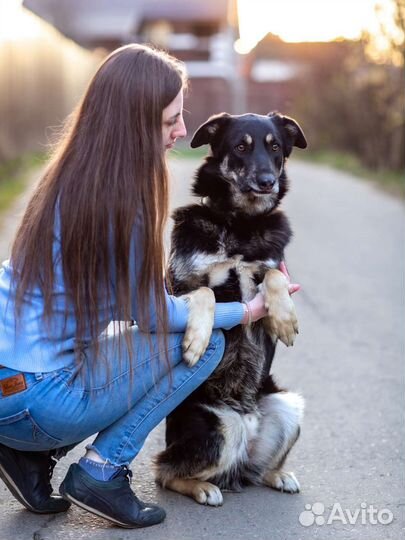 Собака в добрые руки