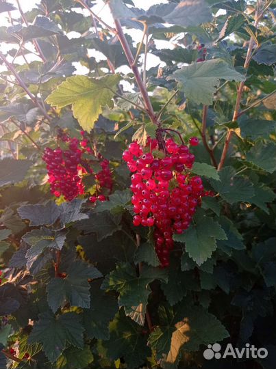 Крыжовник, йошта, красная смородина