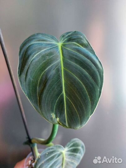 Филодендрон меланхоризум