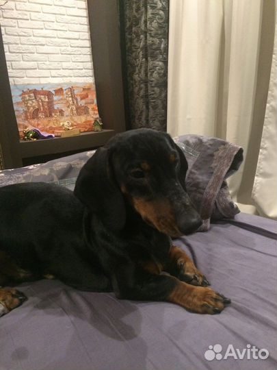 Щенки стандартной таксы