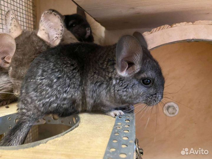 Шиншилленок