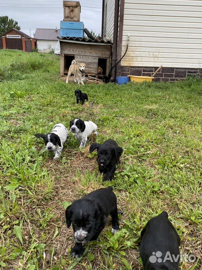 Щенки русского охотничего спаниеля