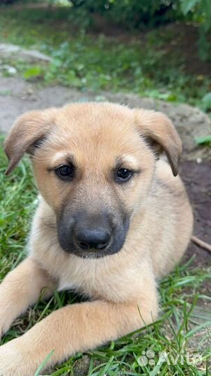 Щенки метисы в добрые руки