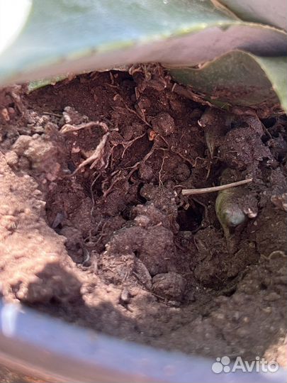 Голубая Агава