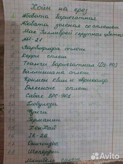 Хойи на срез