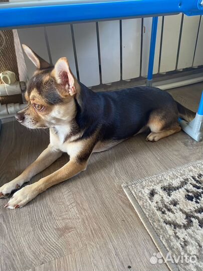 Вязка) чихуа-хуа