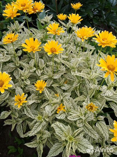 Гелеопсис,многолетник