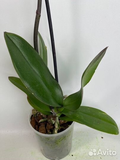 Орхидея фаленопсис биг лип