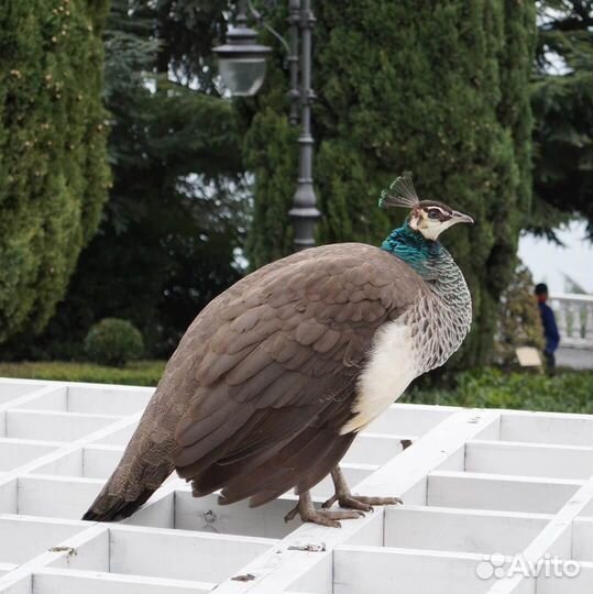 Тур в Крым, Ялту на Новый год из Ростова