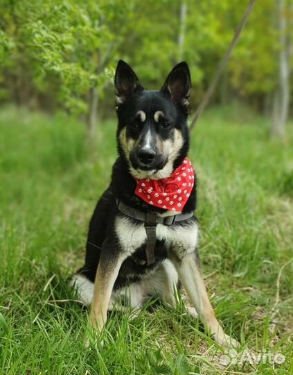 Лайка метис молодой мальчик