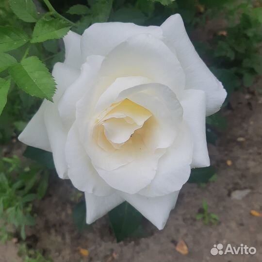 Саженцы роз