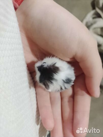 Джунгарский хомяк