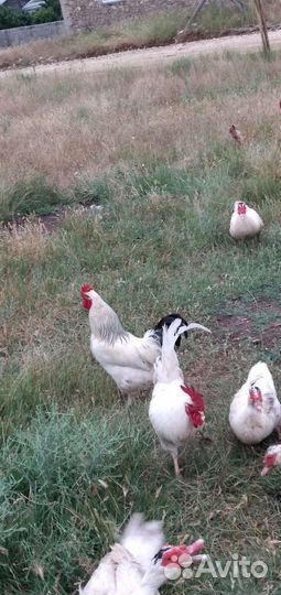 Петухи