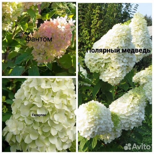 Саженцы гортензии метельчатая