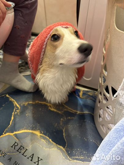 Вельш-корги пемброк девочка Ася