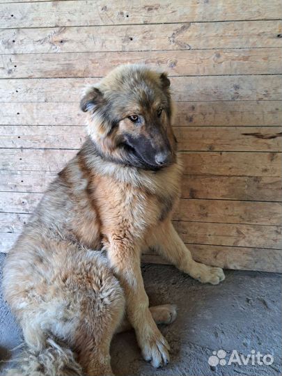 Метис немецкой овчарки и аляскинского маламута