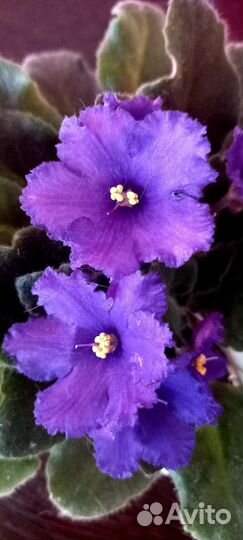 Фиалки цветущие в горшке