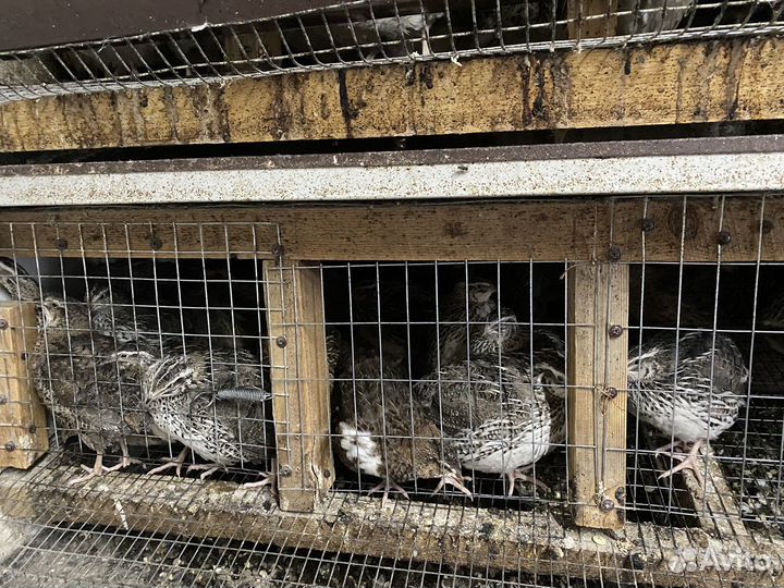 Перепела суточные