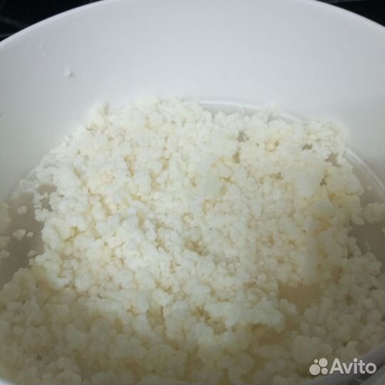 Тибетский молочный гриб