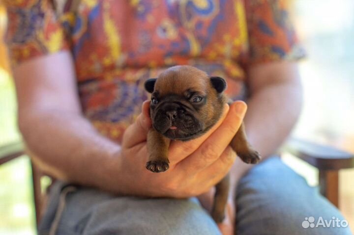 Щенки французского бульдога