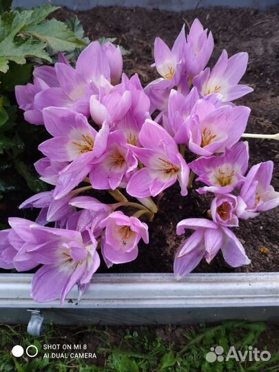 Крокус осенний