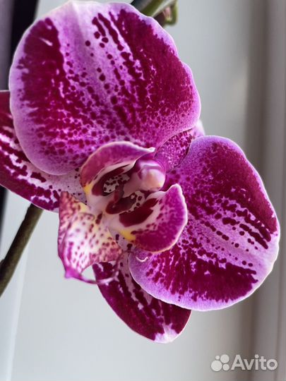 Орхидея фаленопсис