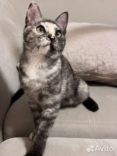 Котенок девочка 3,5 месяца